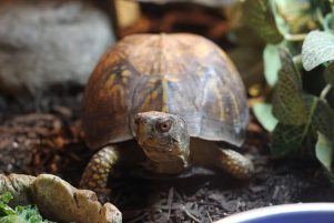 Box Turtle