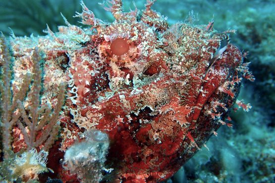Spotted Scorpionfish Live