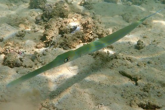 Blue-spotted Cornetfish Live
