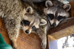 Raccoons Raccoons