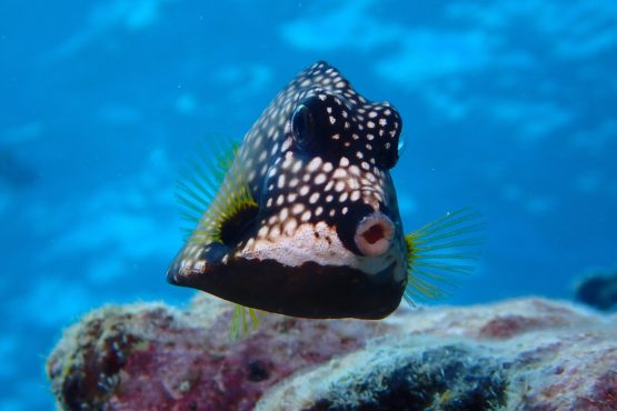 Smooth Trunkfish Live Smooth Trunkfish Live