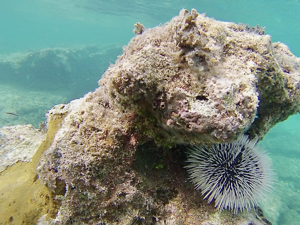 West Indian Sea Egg Live West Indian Sea Egg Live