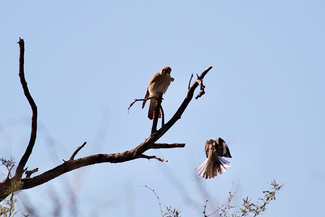 American Kestrel with Northern Mockingbird Live American Kestrel with Northern Mockingbird Live