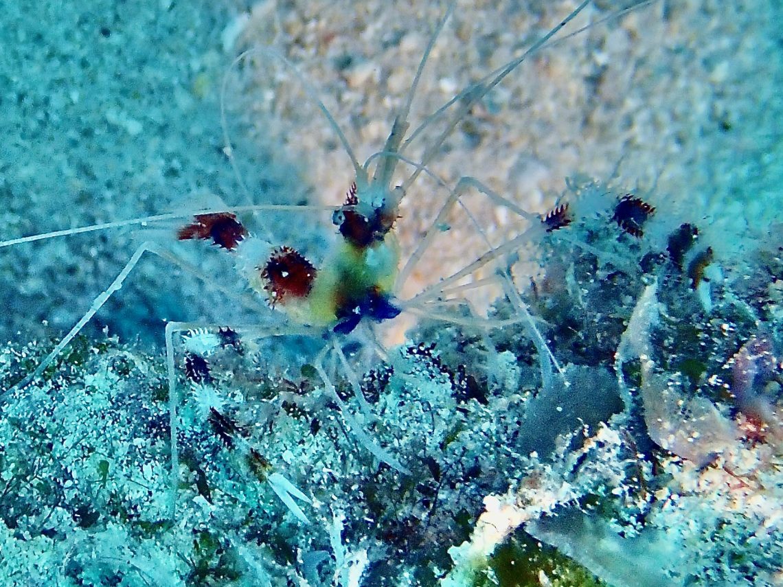 Banded Coral Shrimp Live Banded Coral Shrimp Live