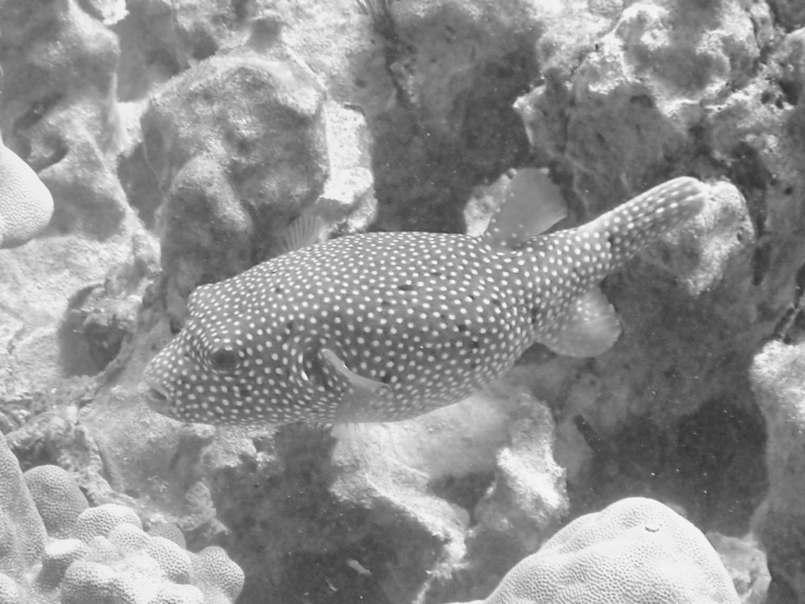 Guineafowl Puffer Live Guineafowl Puffer Live