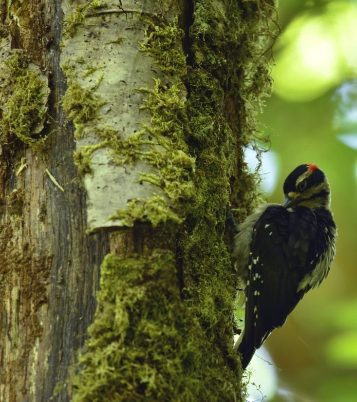 Hairy Woodpecker Live Hairy Woodpecker Live