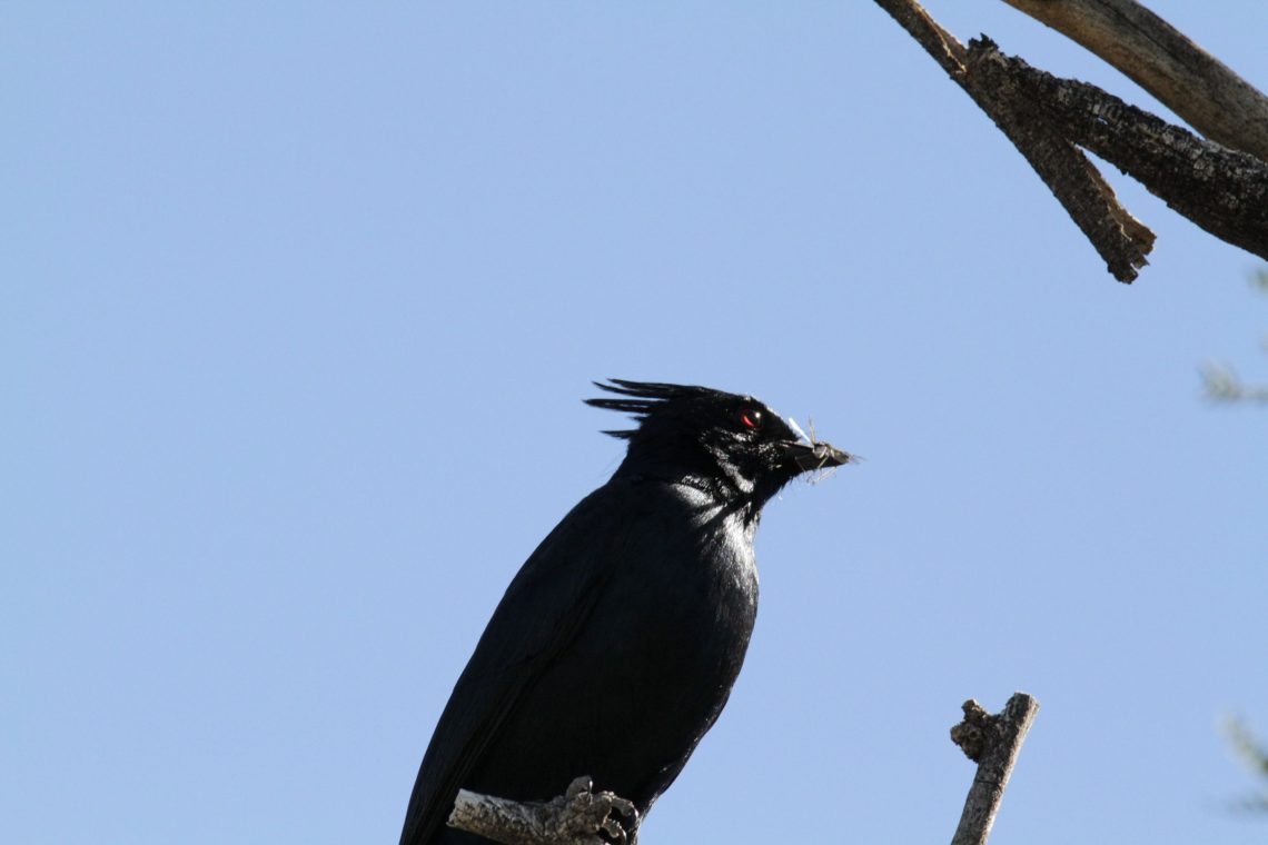Phainopepla Male Live Phainopepla Male Live
