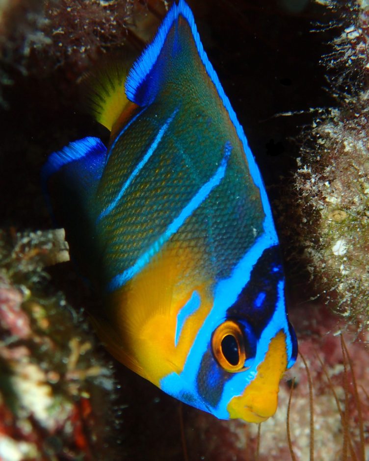 Queen Angelfish Juvenile Side Live Queen Angelfish Juvenile Side Live
