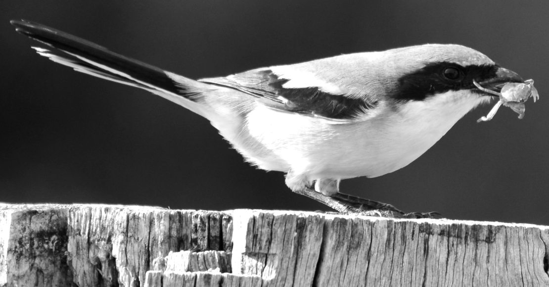 Loggerhead Shrike Live Loggerhead Shrike Live