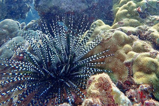 Banded Sea Urchin Live Banded Sea Urchin Live
