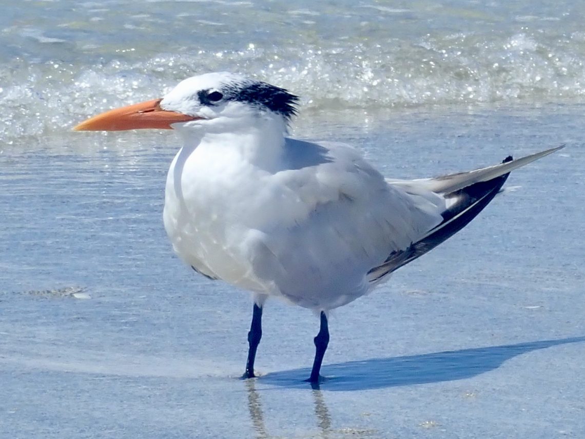Royal Tern Live Royal Tern Live