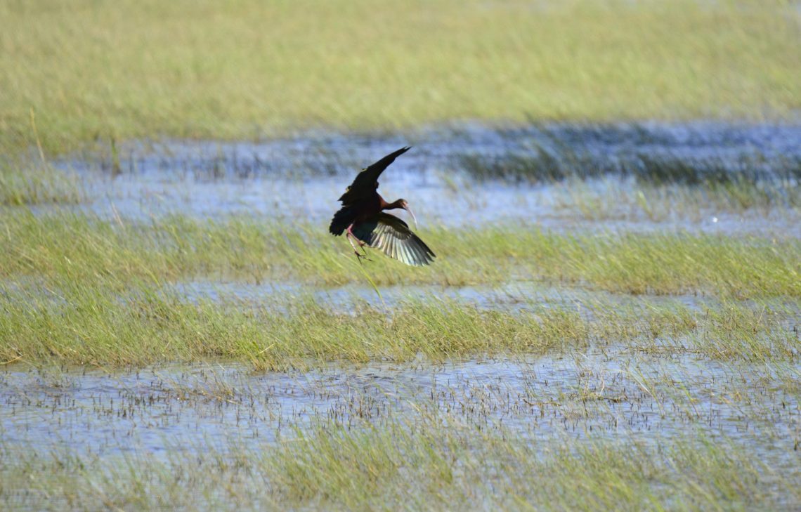 White-Faced Ibis Live White-Faced Ibis Live