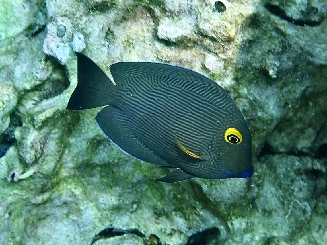Goldring Surgeonfish Live Goldring Surgeonfish Live