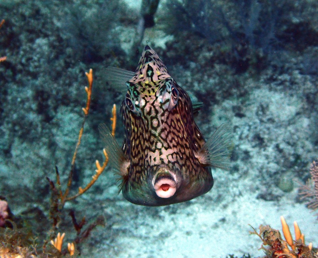 Honeycomb Cowfish Live Honeycomb Cowfish Live