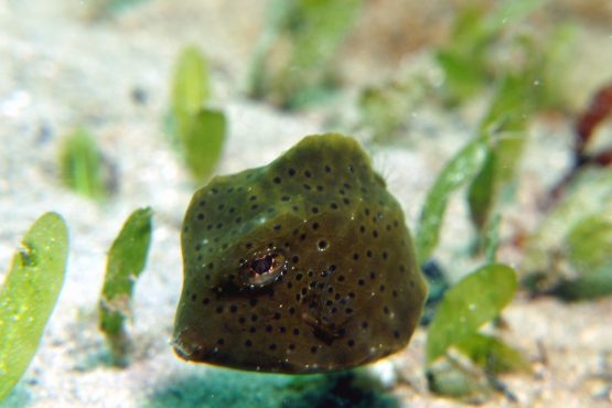 Juvenile Trunkfish Live Juvenile Trunkfish Live