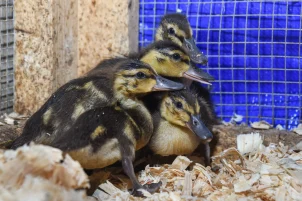 Ducks Ducks