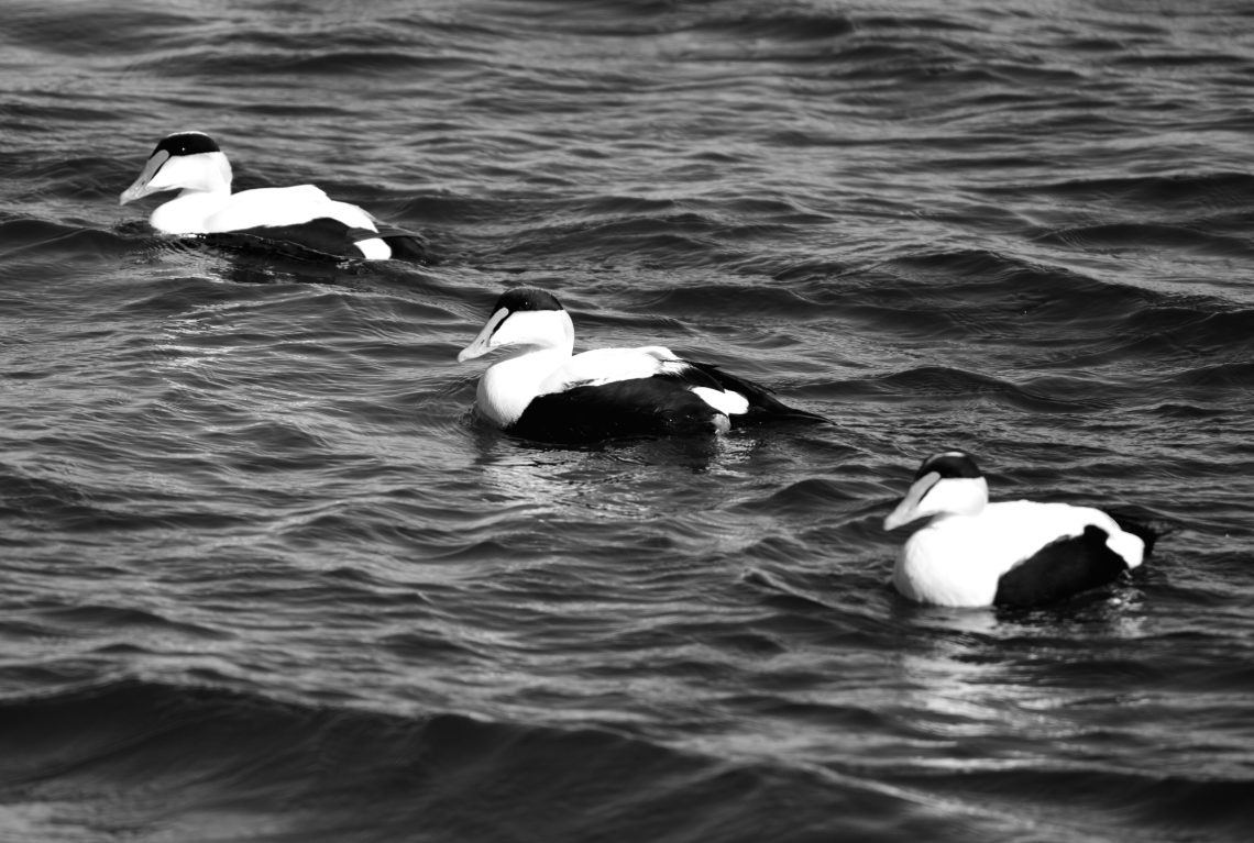 Common Eider Live Common Eider Live