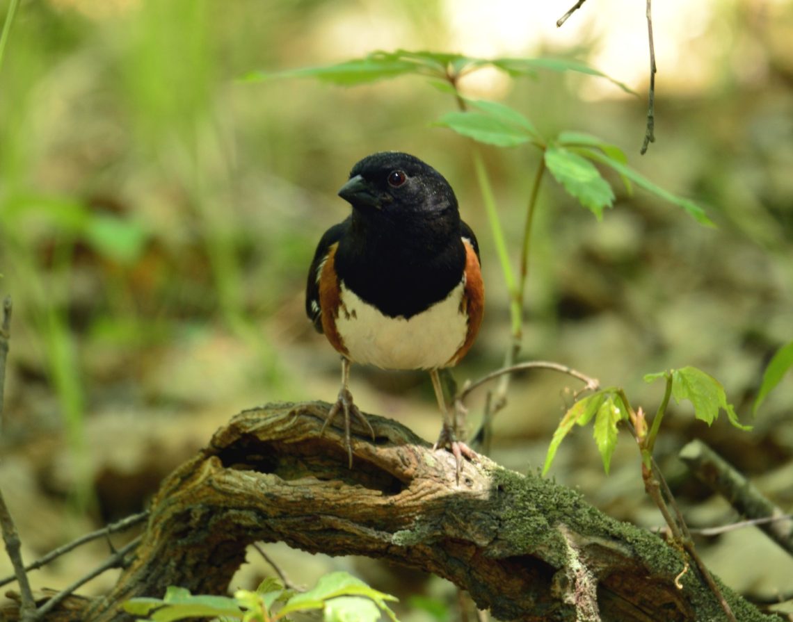 Eastern Towhee Live Eastern Towhee Live