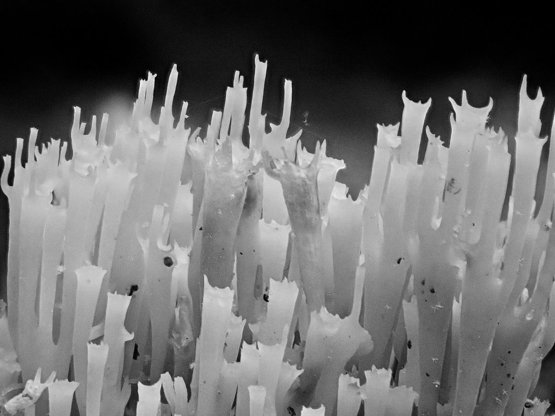 Artomyces Live Artomyces Live