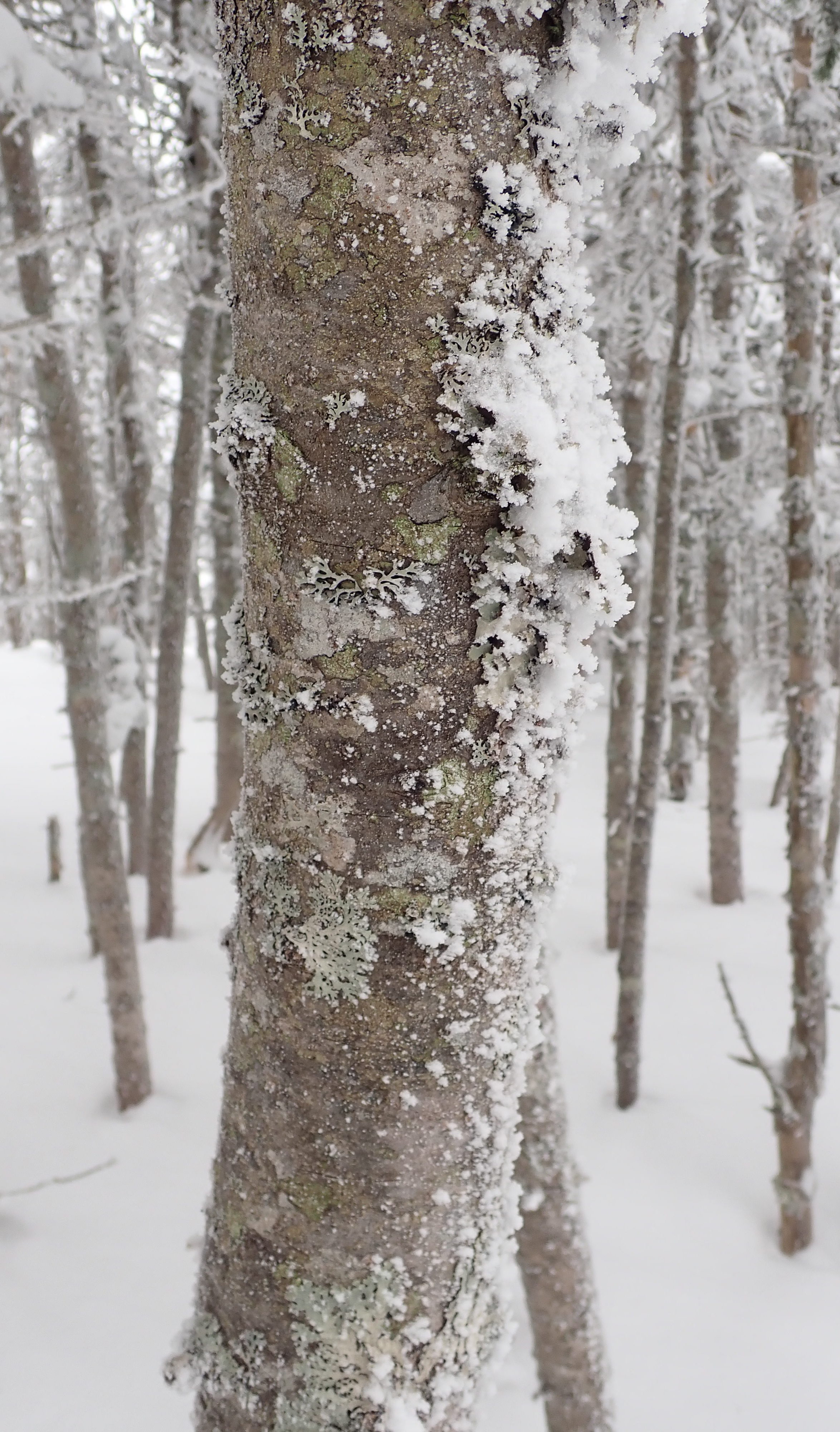 Franconia Ridge Frozen Pine