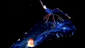 Juvenile Lobster Riding Planktonic Tunicate