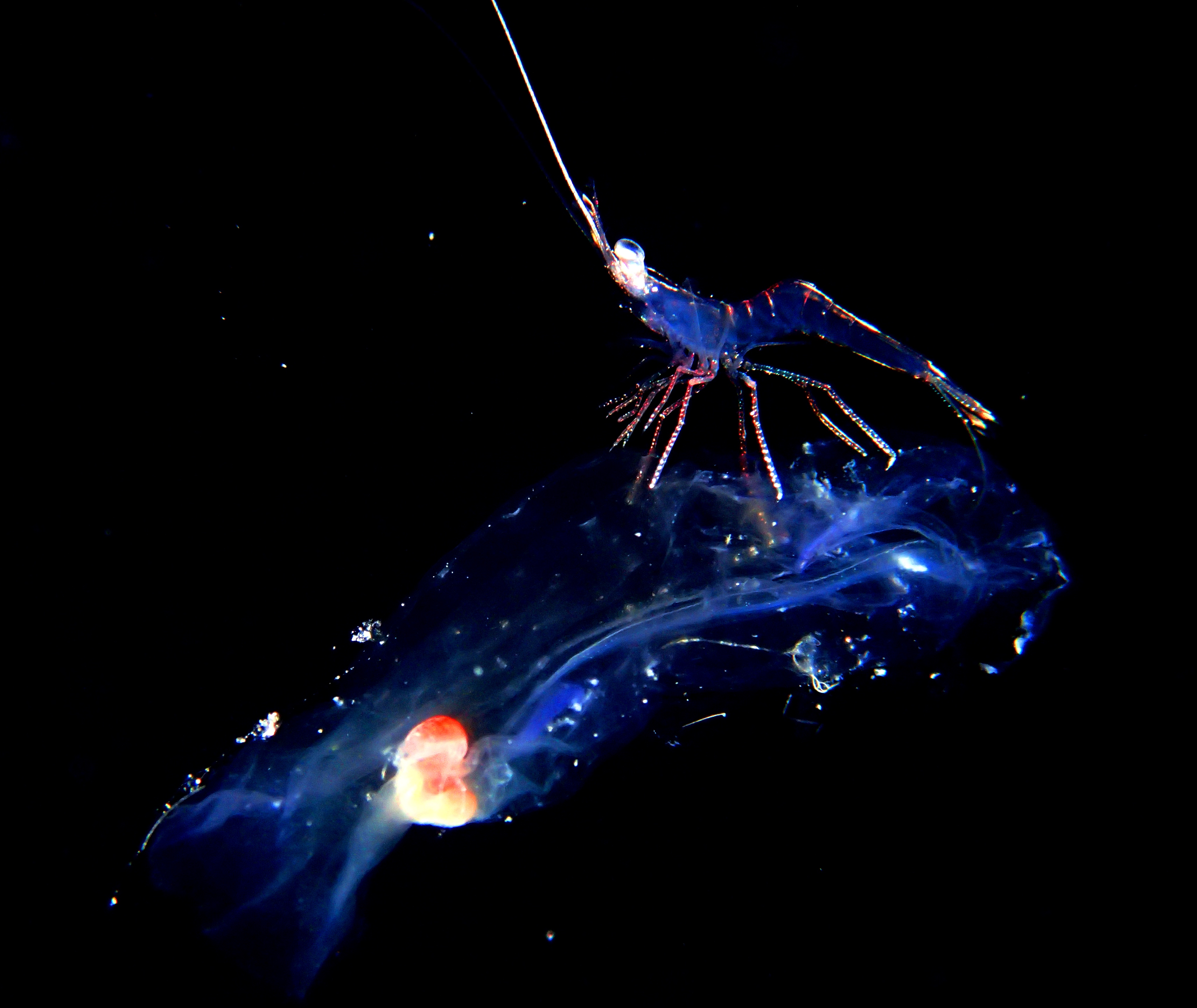 Spiny Lobster on Pelagic Tunicate