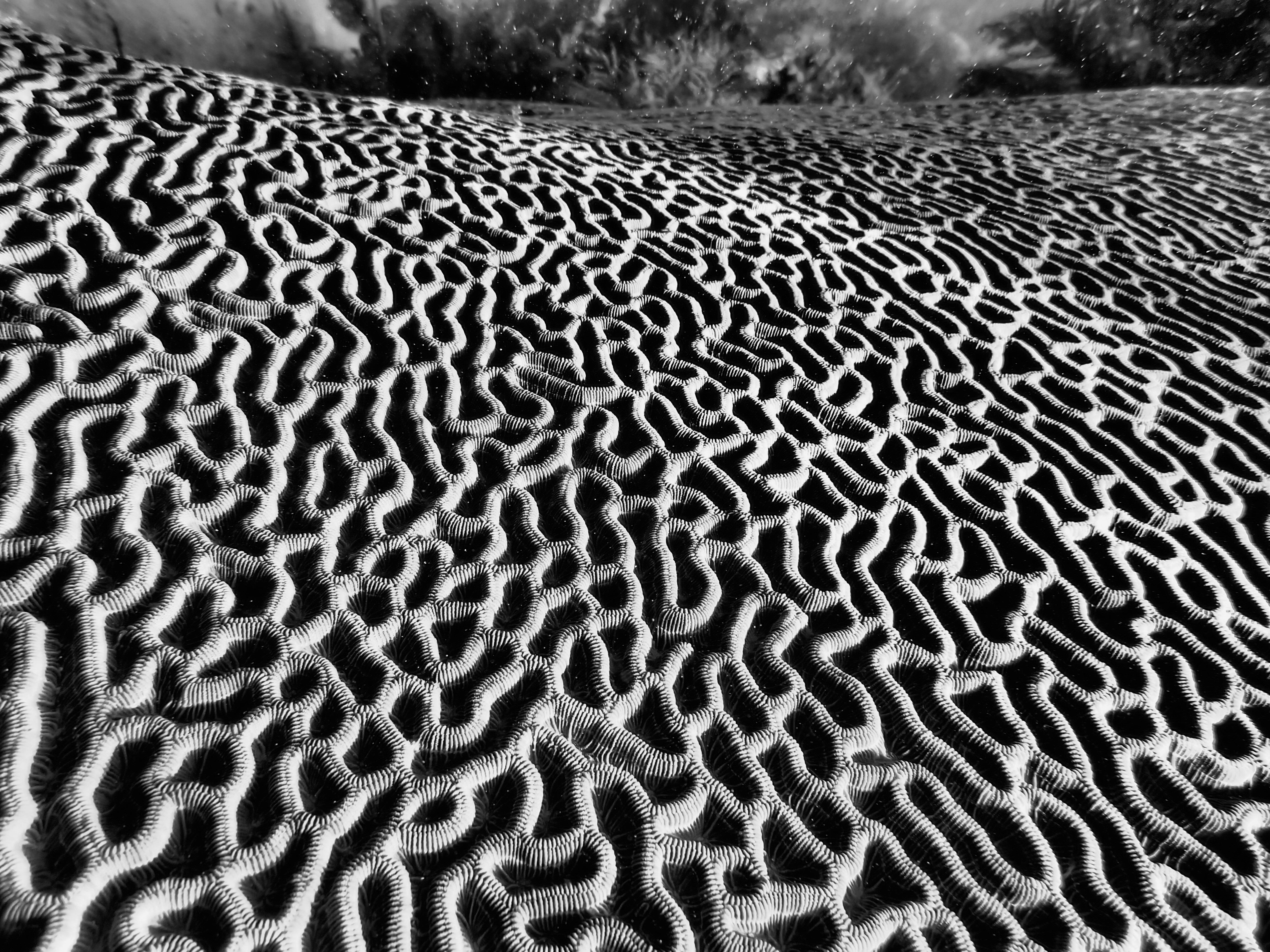 Black and White Brain Coral