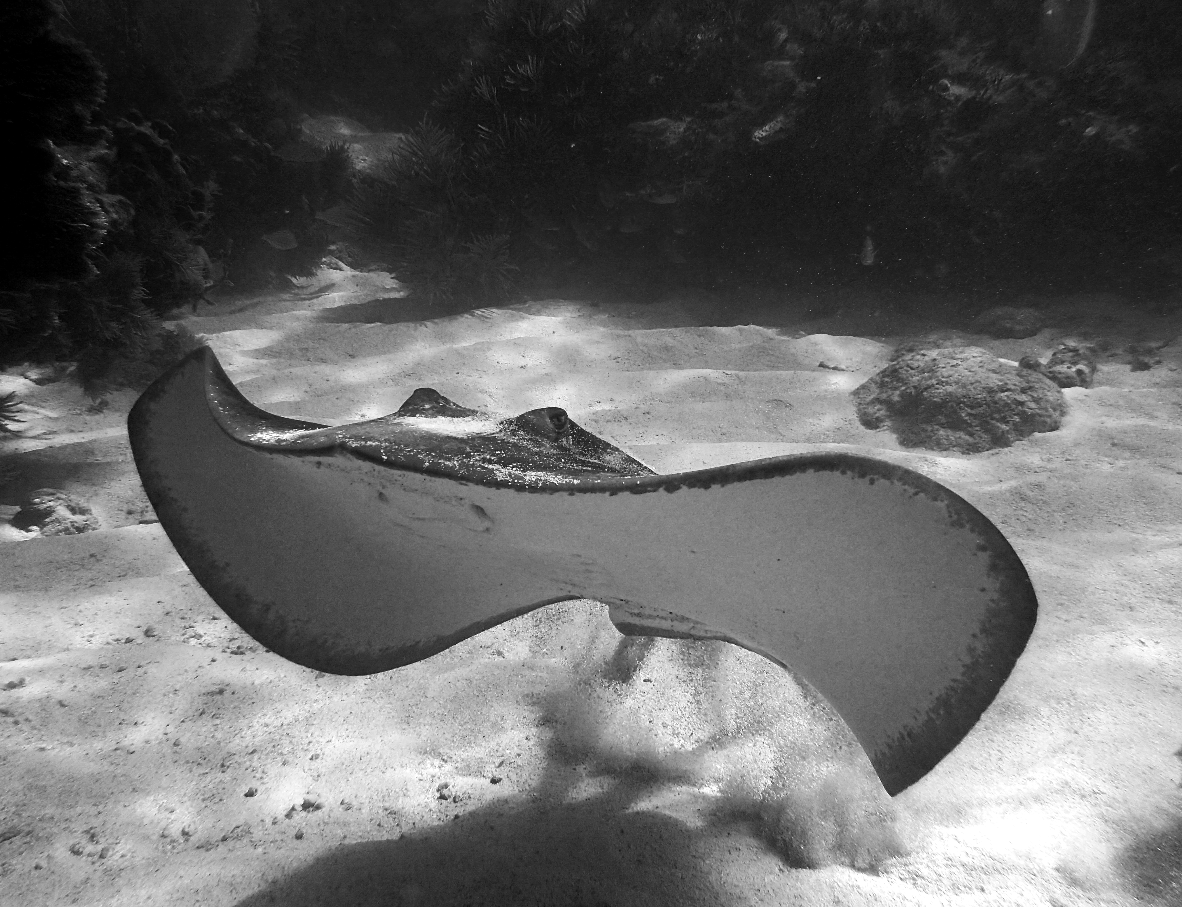 Black and White Southern Sting Ray