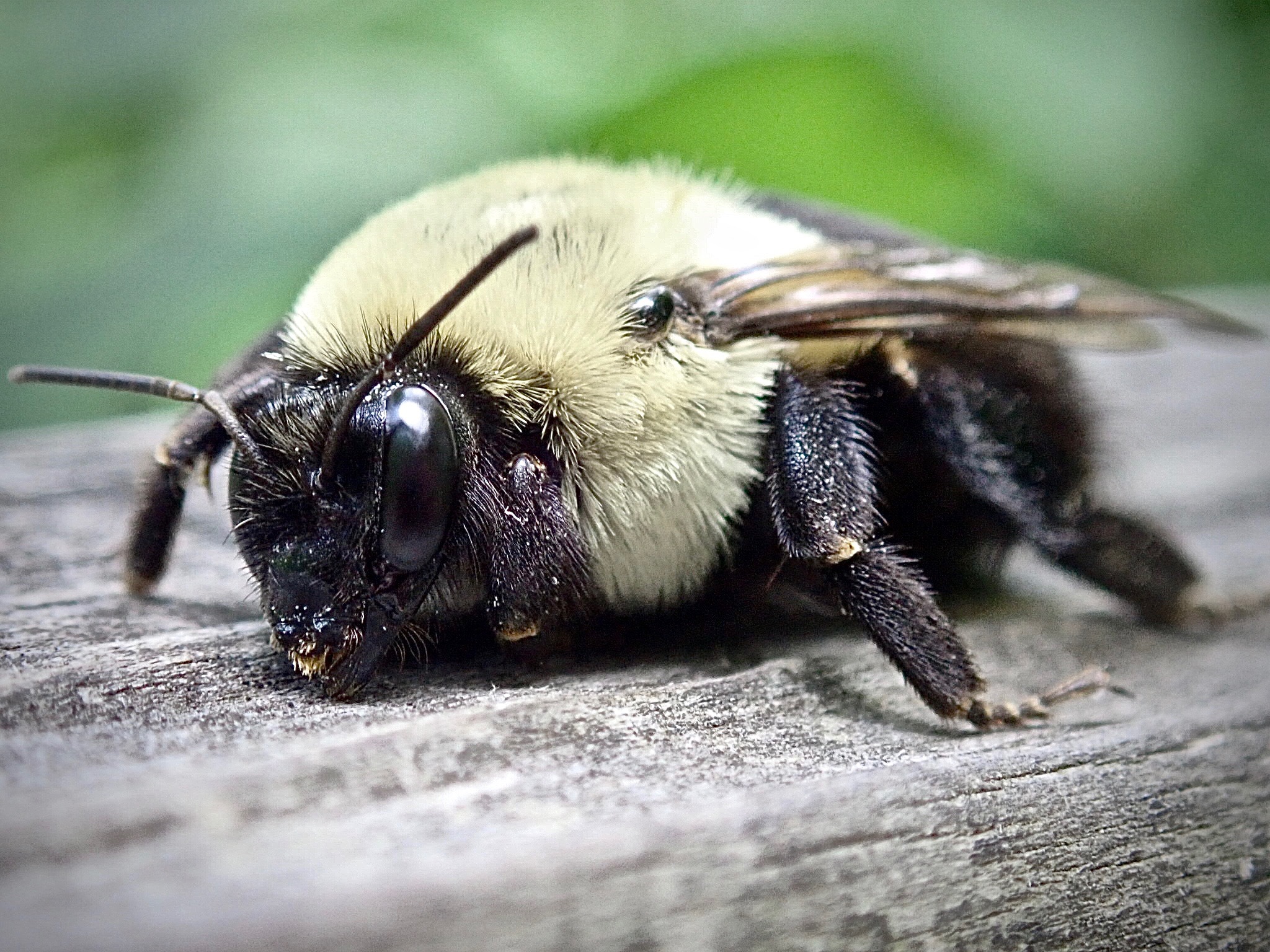 Bee Archives Wild Boyz Photography Bee Archives Wild Boyz Photography
