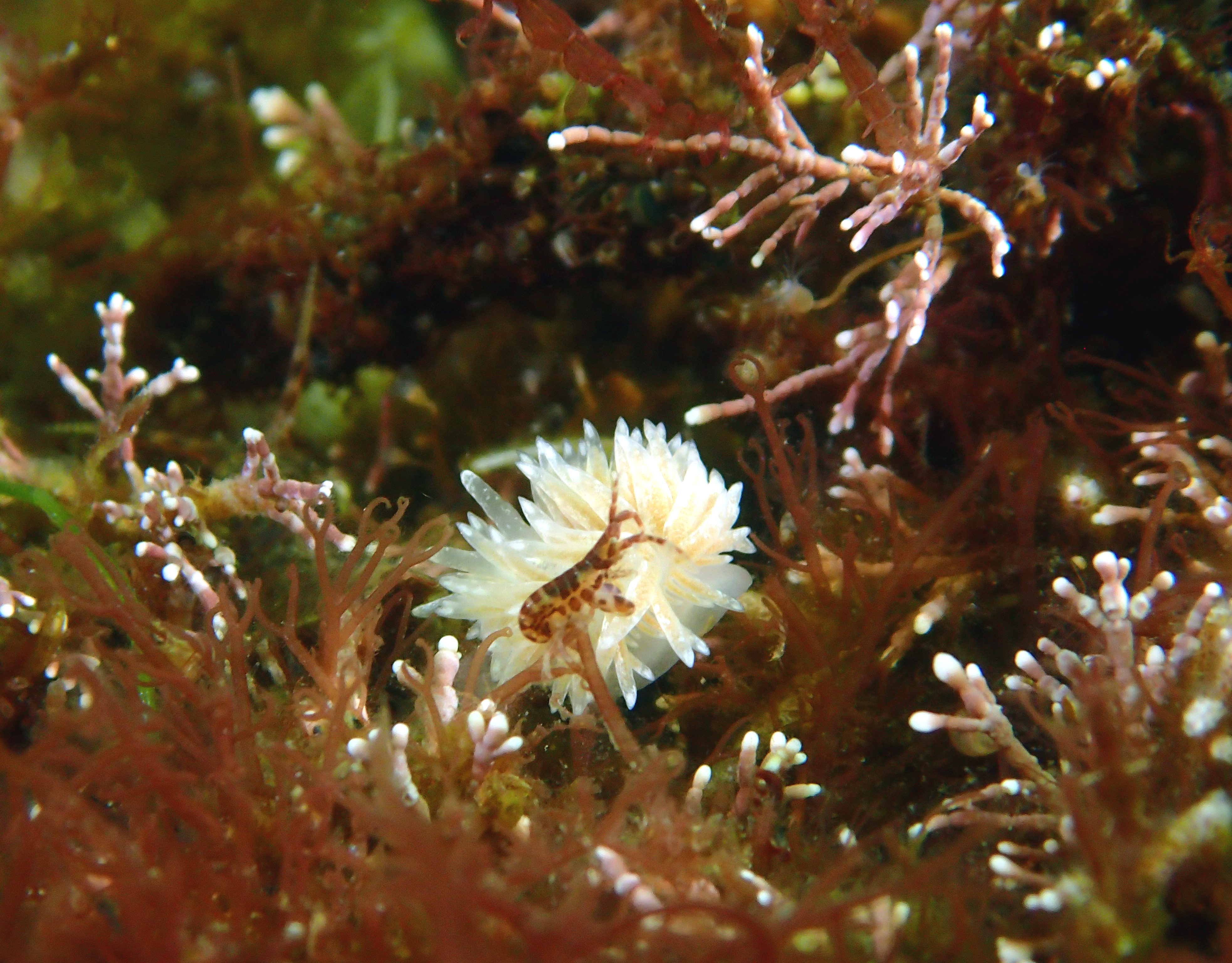 Nudibranch with Lobster