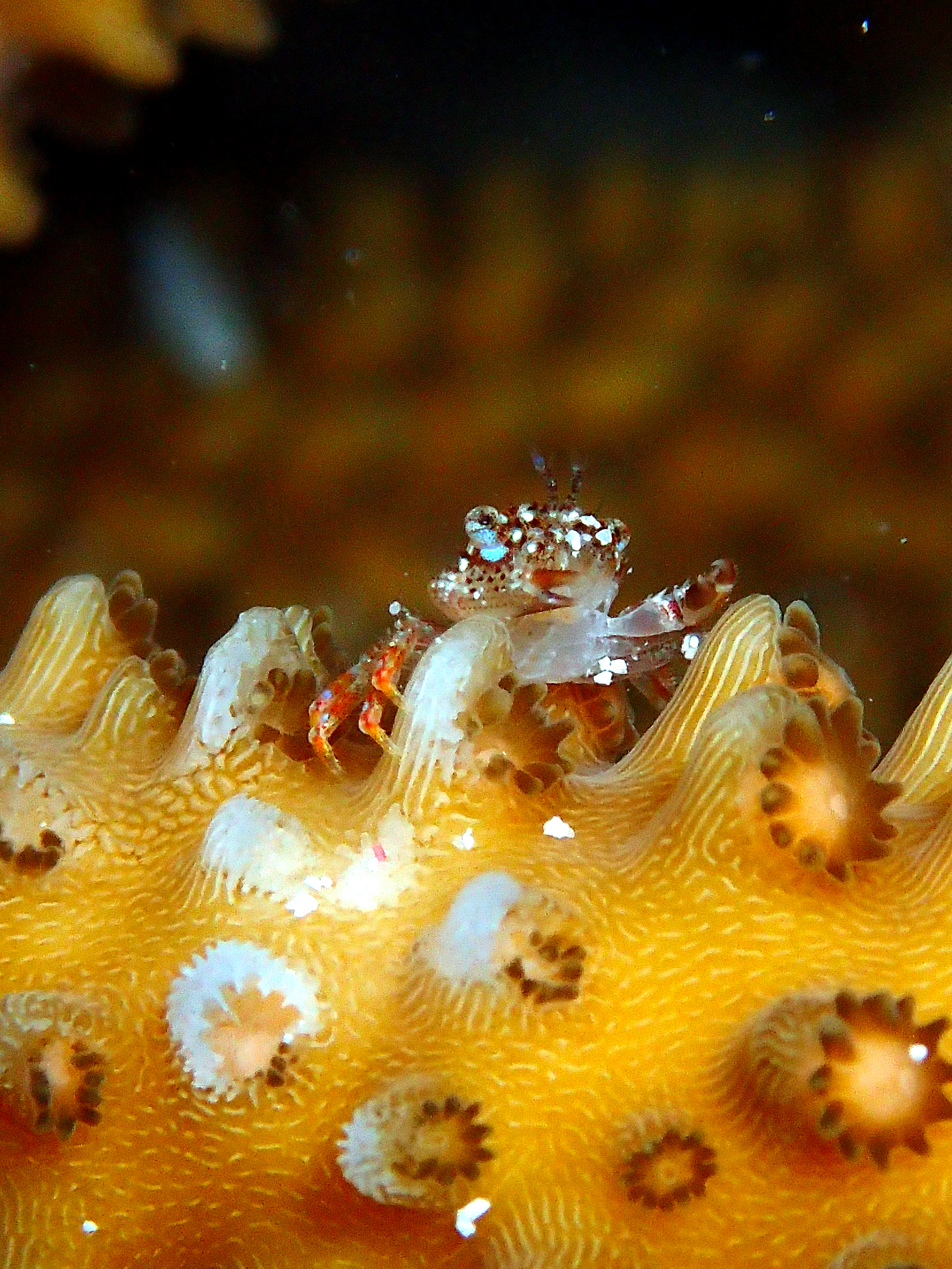 Crab Coral Spawn
