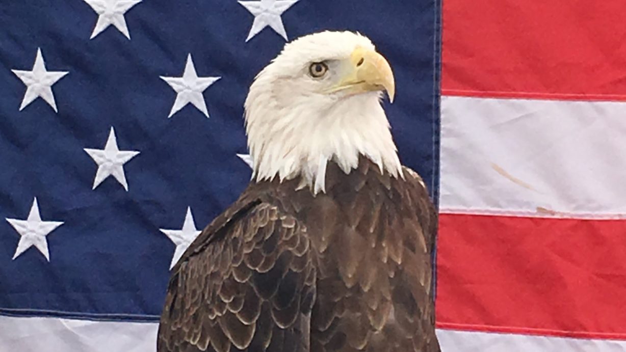 American Flag Bald Eagle