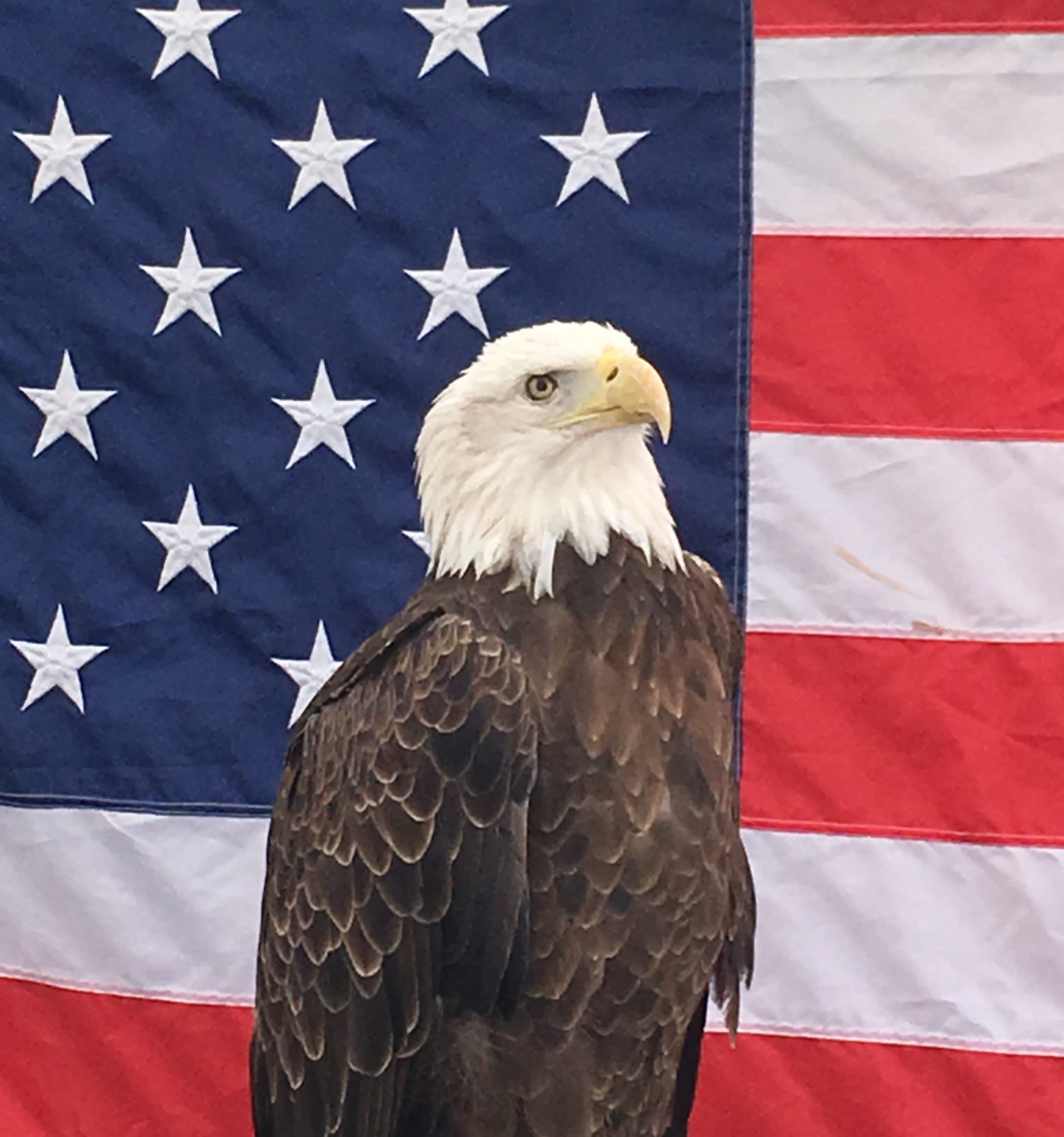 American Flag Bald Eagle