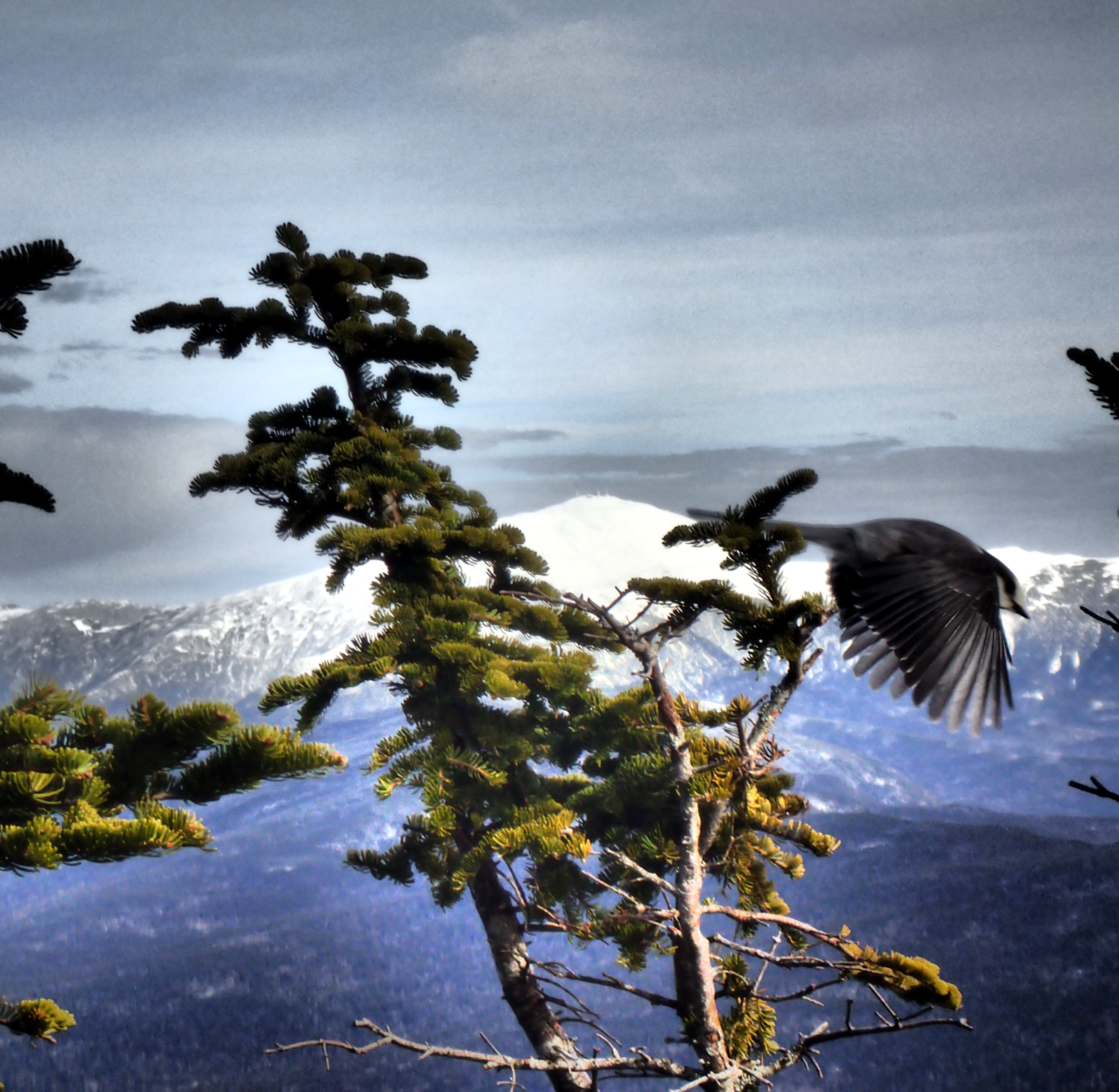 Bird with Mount Washington Background