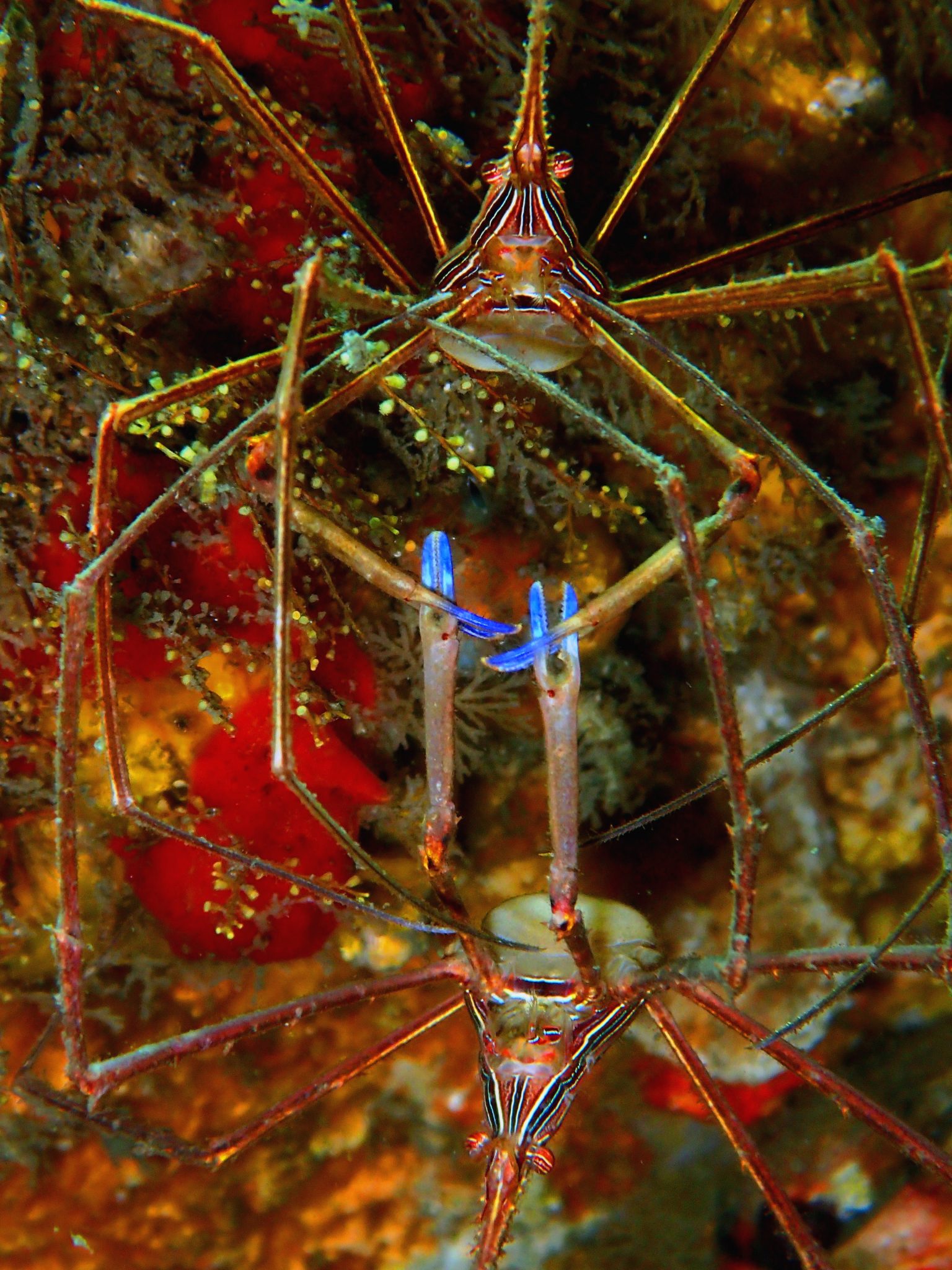 Arrow Crab Full