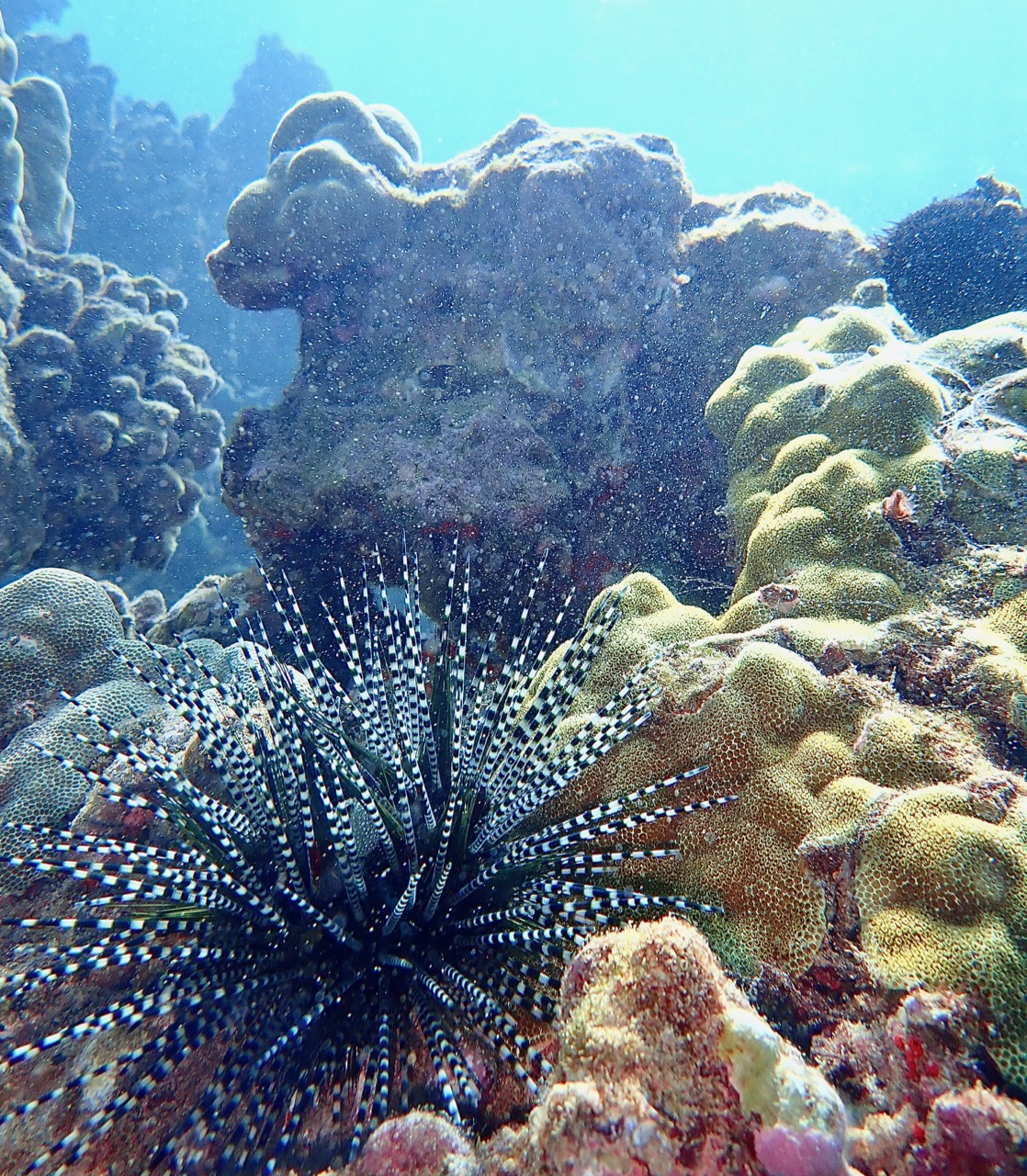 Banded Sea Urchin Full