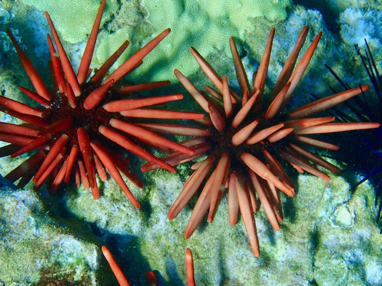 Red Pencil Urchin Full
