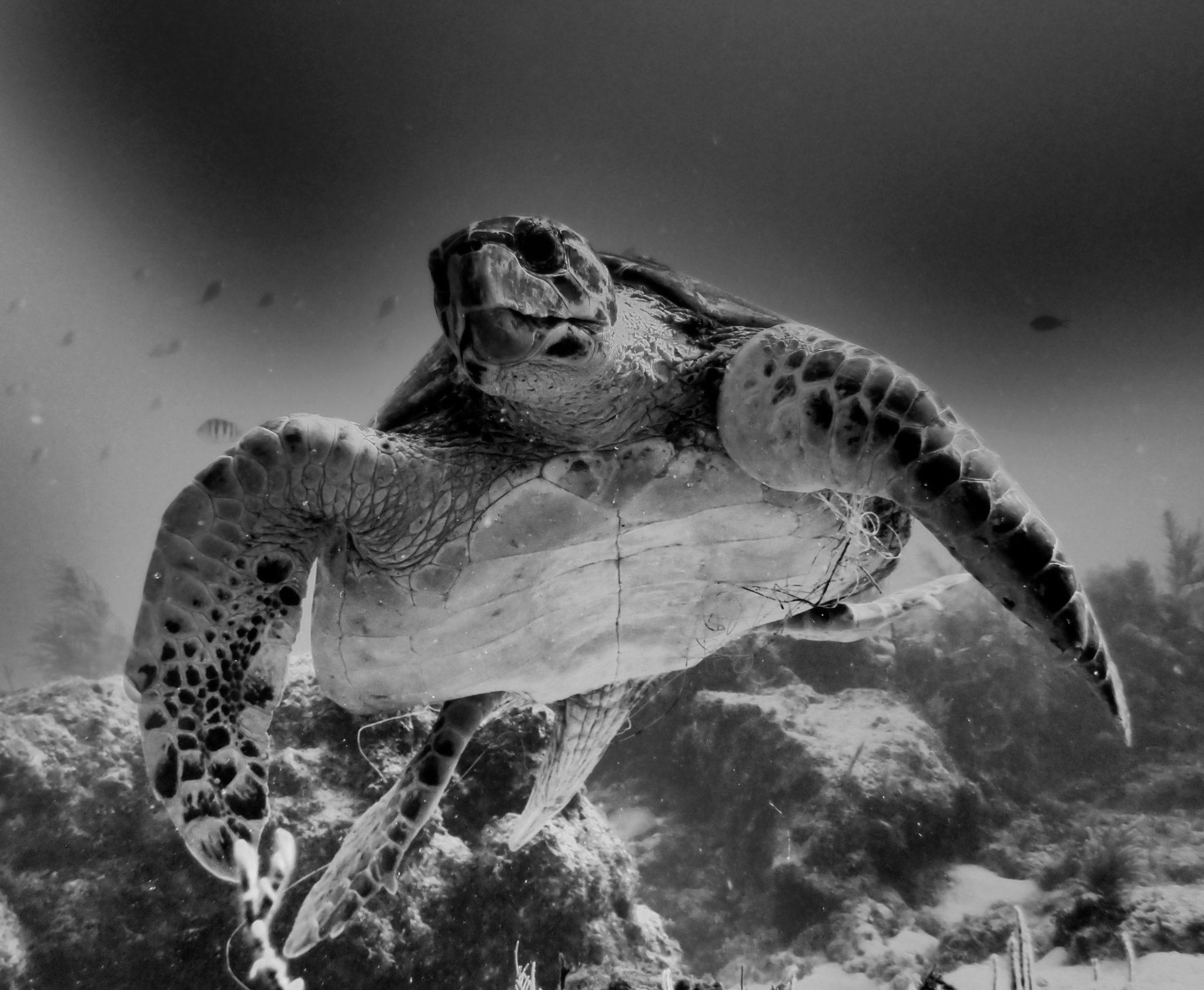 Turtle Black and White Full