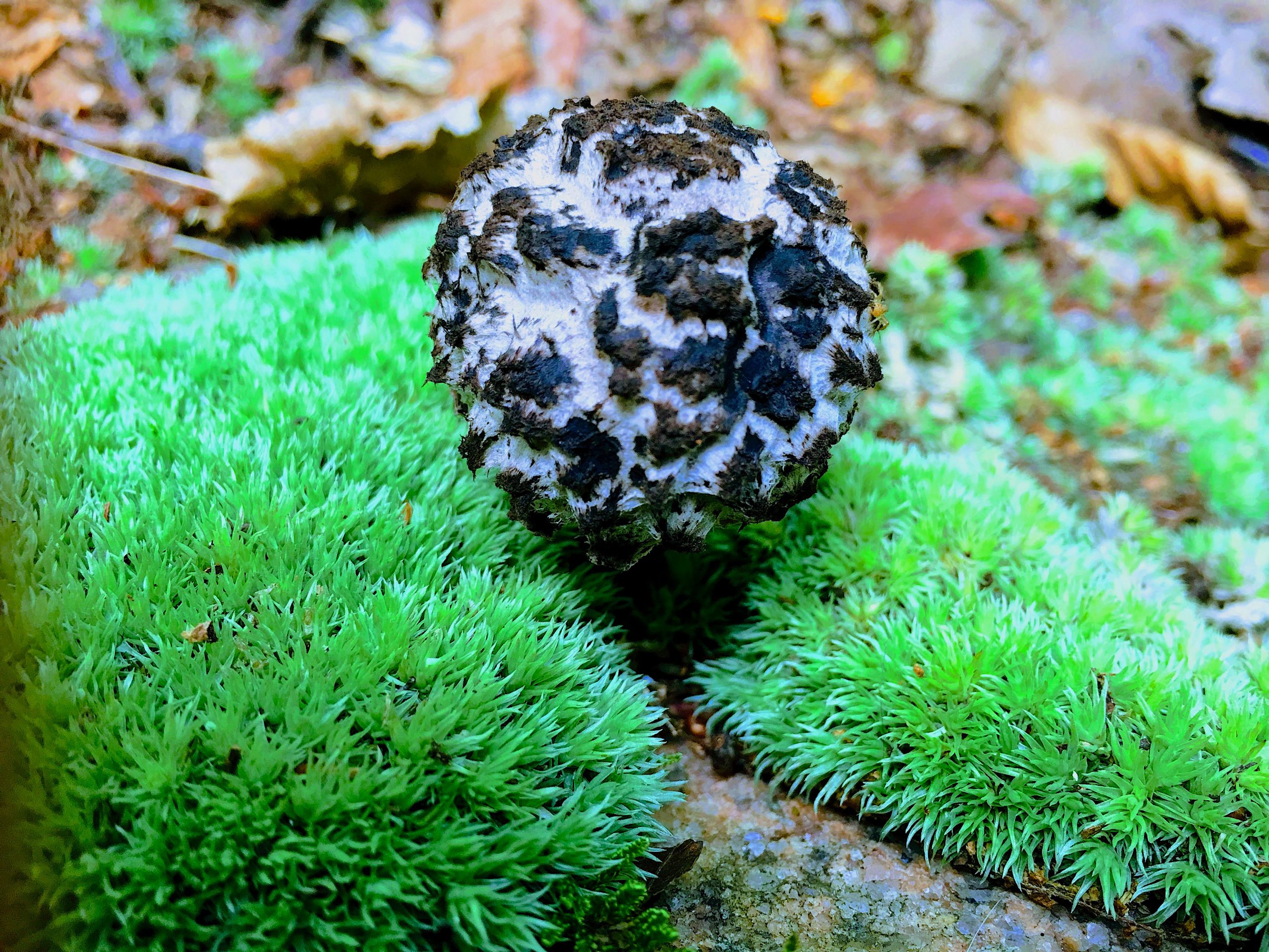 Mushroom Among Moss