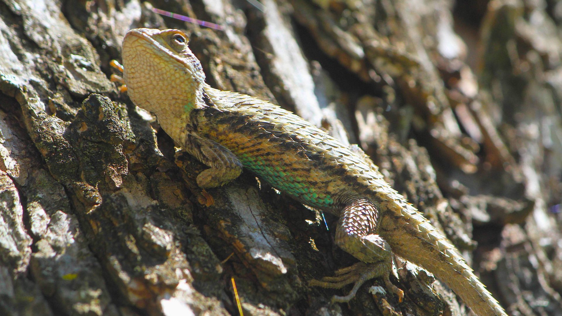 Texas Spiny Lizard - Wild Boyz Photography