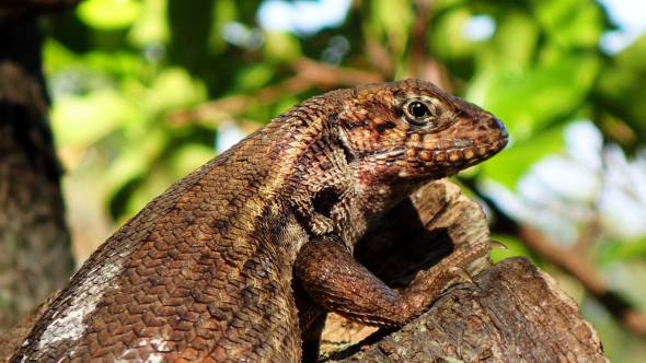 Eastern Fence Lizard