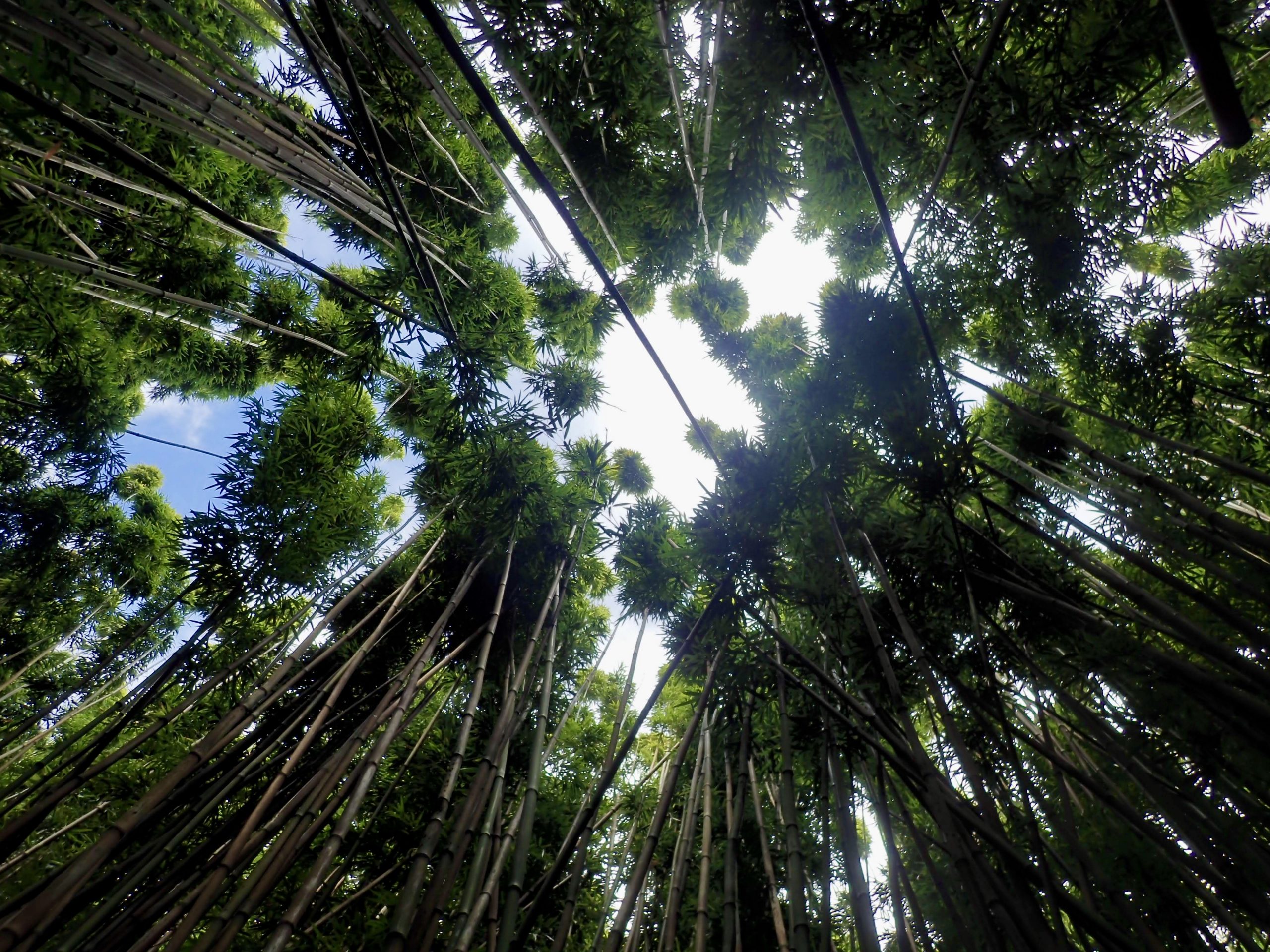 Bamboo in Haleakala