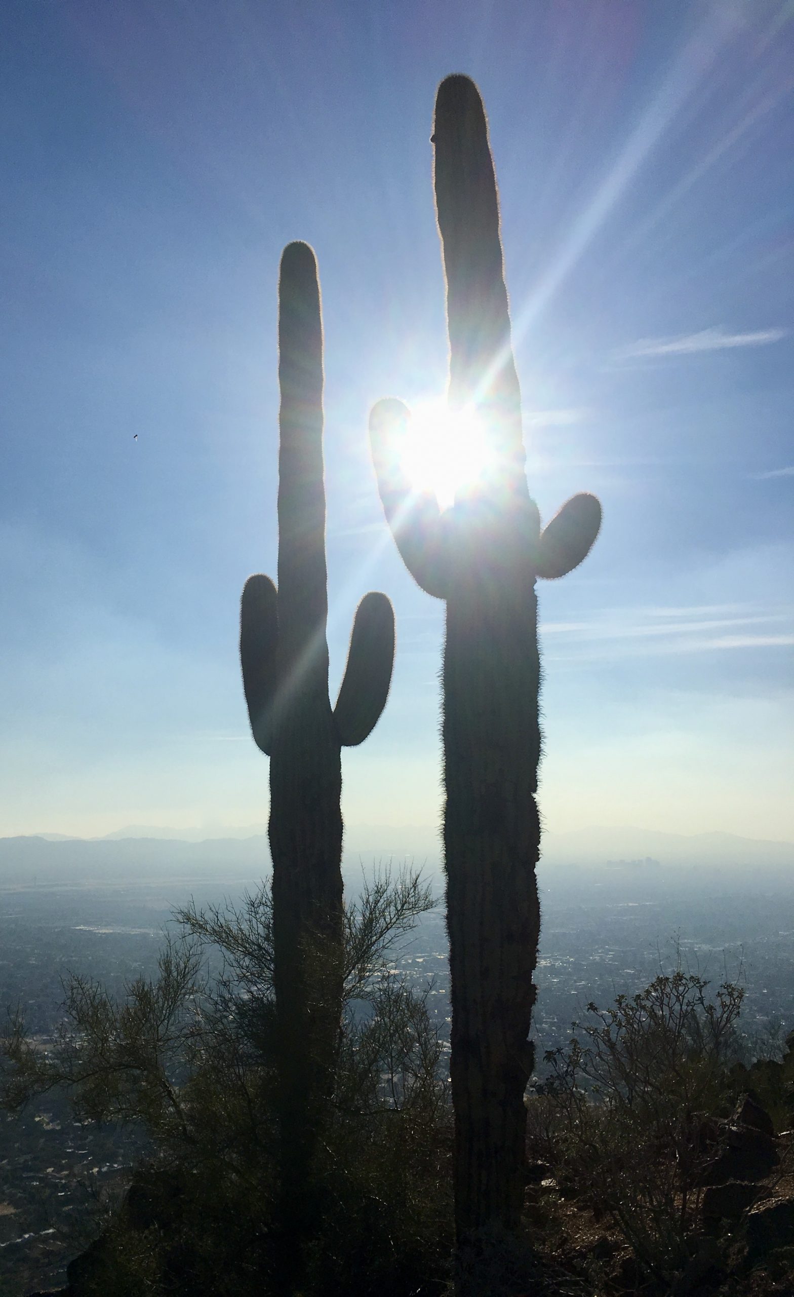 Saguaro in Phoenix
