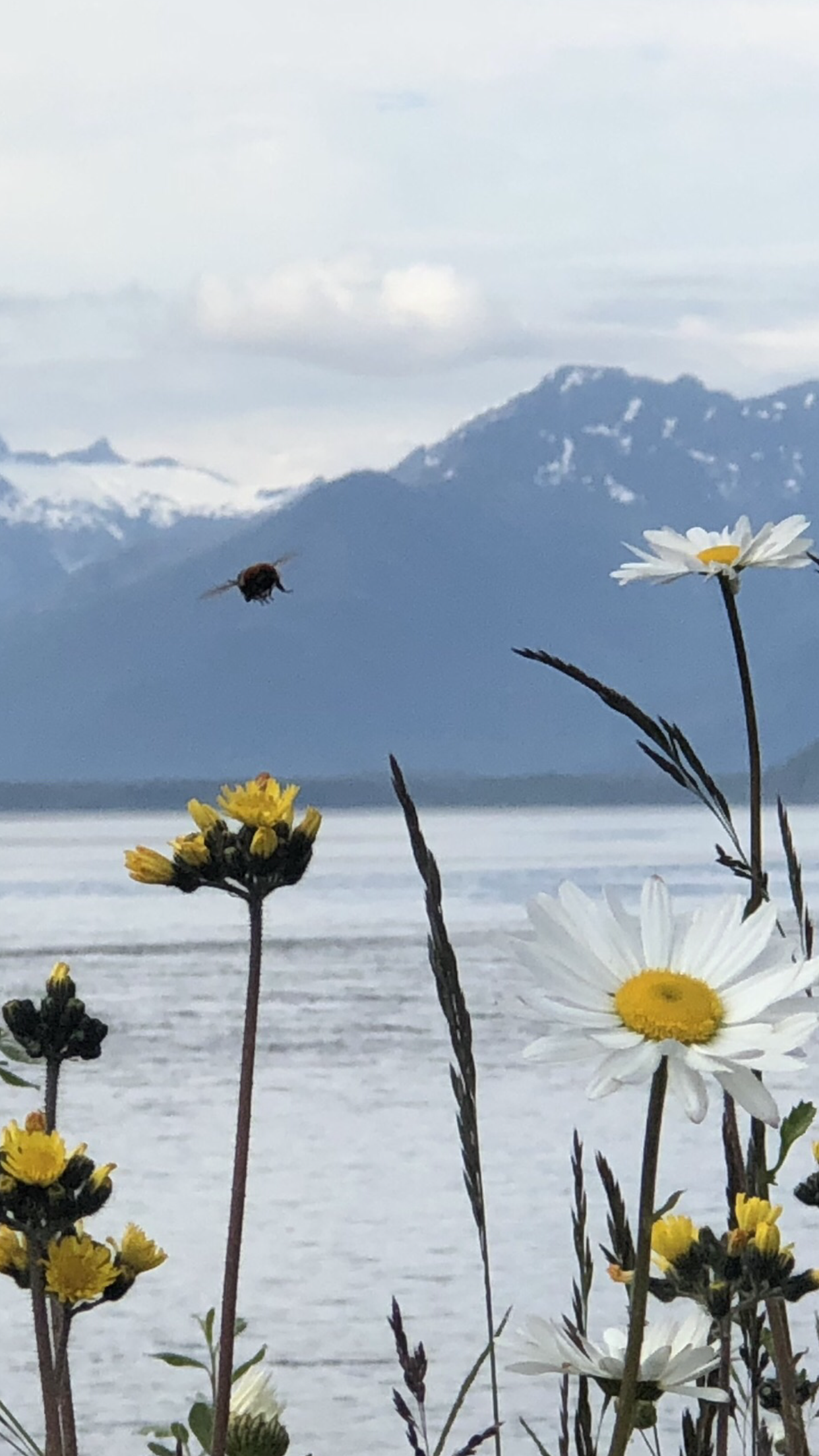 Alaskan Bumblebee