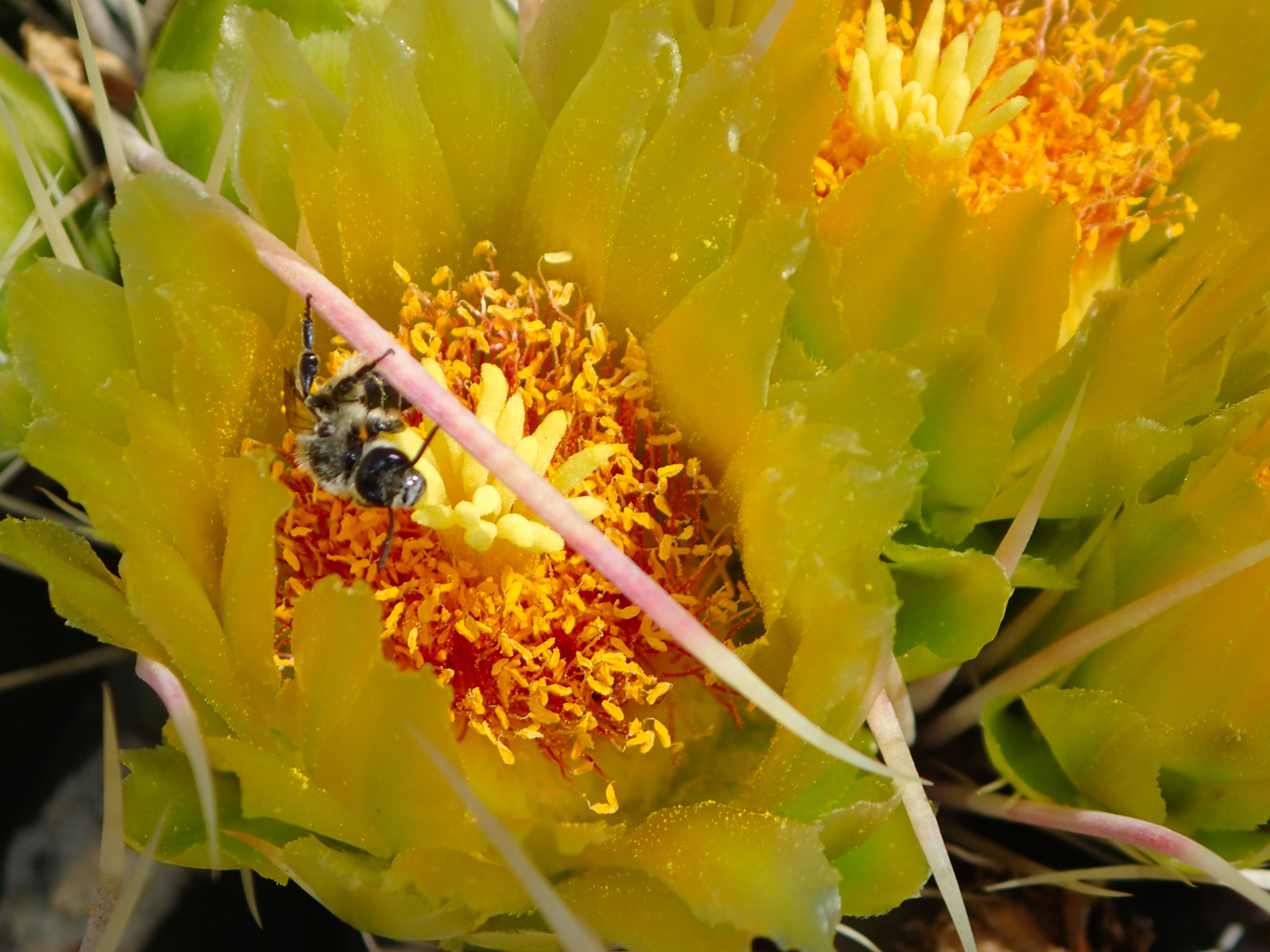 Bee in the Anza-Borrego Desert