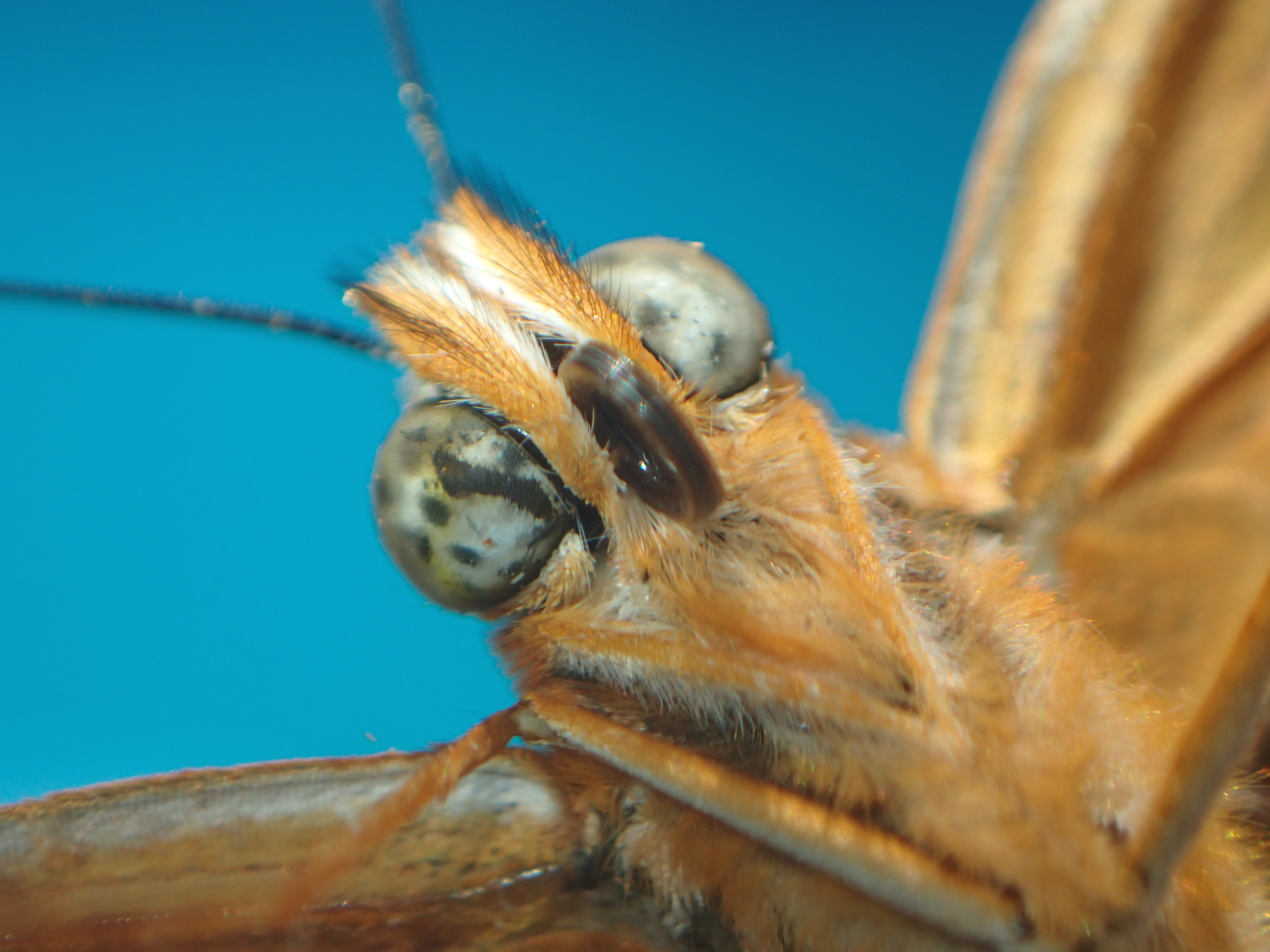 Dominican Moth