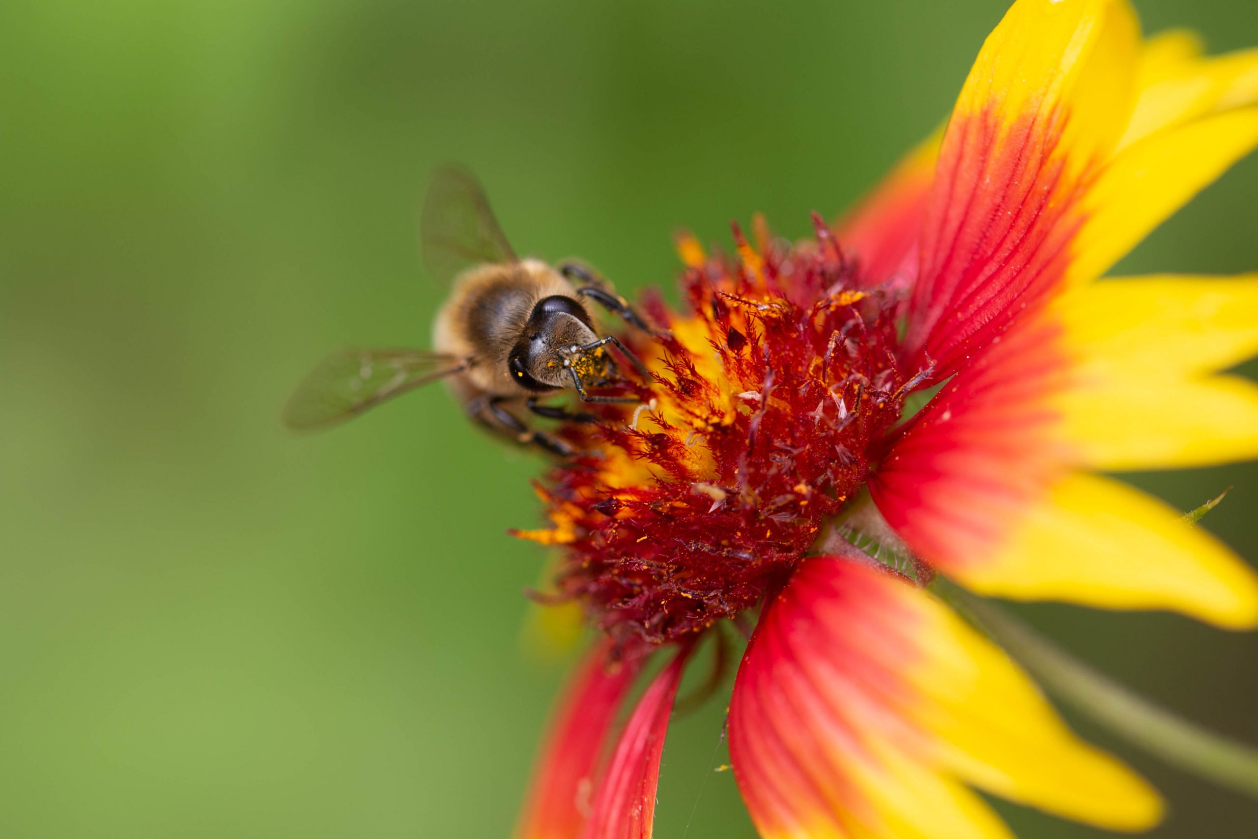 Honeybee Honeybee