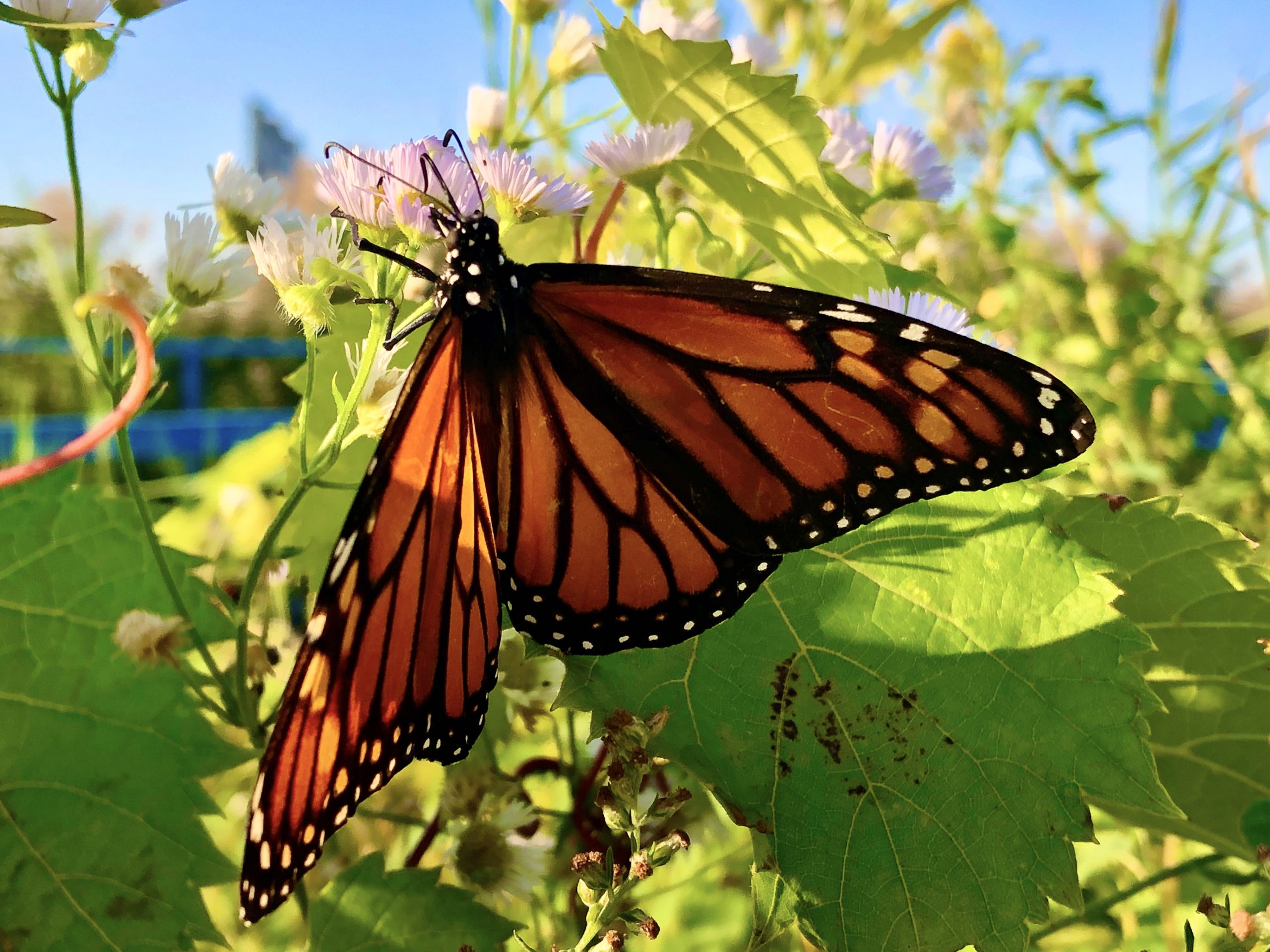 travel easy butterfly