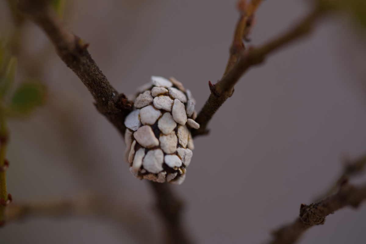 build-a-solitary-bee-home