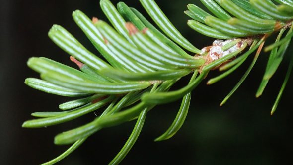 Pine Needles